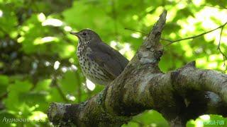 Певчий дрозд # Аудиокнига леса # Song Thrush Bird